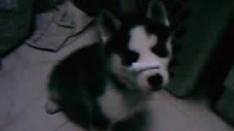 Husky being tricked