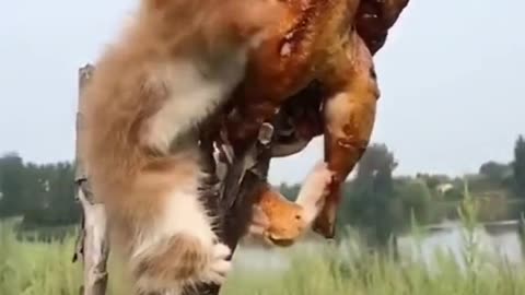Cat not hungry
