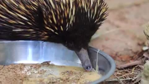 The echidna, otherwise known as the spiny anteater, is an Australian monotreme.