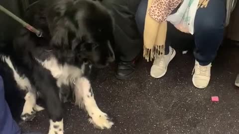Big black and white dog lays on the floor of a subway train