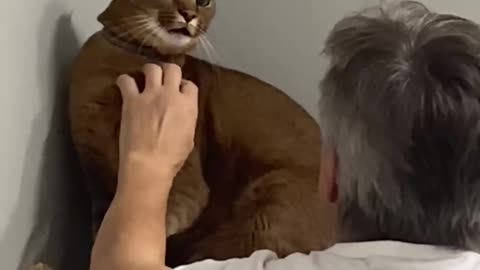 Caracal cat Ariel wants to scratch the eyes out of grandpa! _ ariel.caracat (1080p60).mp4