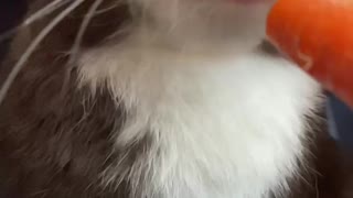 Funny bunny munching on scrumptious carrot!