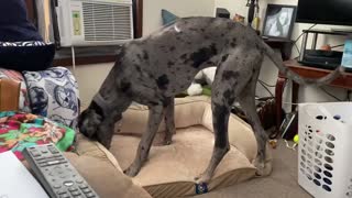 Reginald the Dane Can’t Get Comfy