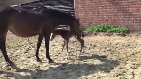 Newborn foal walks for tha fast time