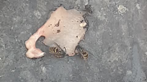 Wasp caught eating fresh meat