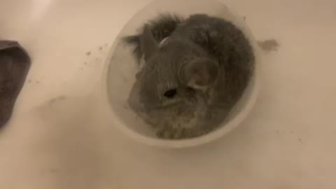 Chimichanga the chinchilla taking a bath