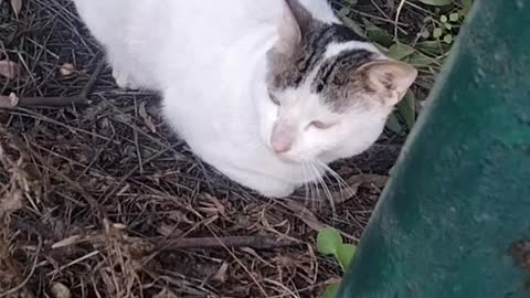 Cute White Cat🐈 Video By Kingdom of Awais
