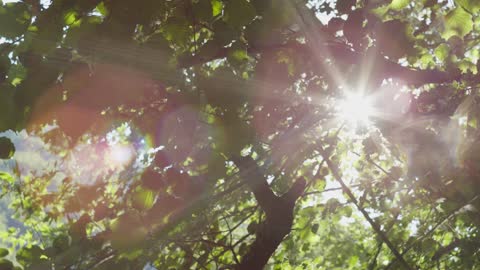 Tree Leaves As Shade From The Sunrays