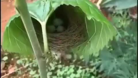 What a nest !! the best of the best