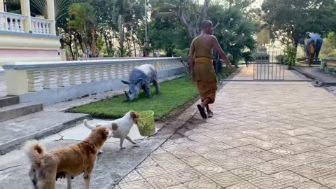Smartest Dog's helping cleaning at Pagoda