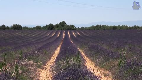 La lavande _ lavender fields in Provence, Alpes-de-Haute-Provence, France [HD] (videoturysta.eu)
