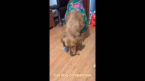 Cat dog competition