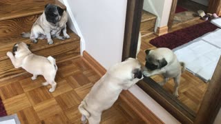 Pug Puppies. They just don't get it yet!