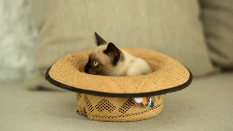 A cute little kitten inside a hat 🙀