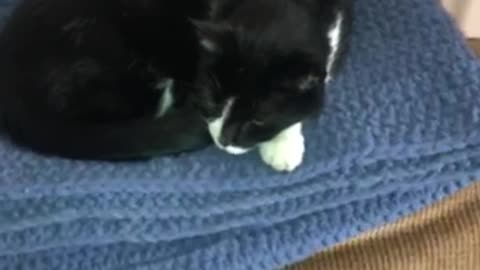Cats like to sleep