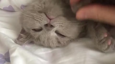 Cute cats always make people happy(3)