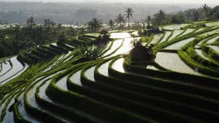 Aerial view of tiered Indonesian rice paddys in sunlight