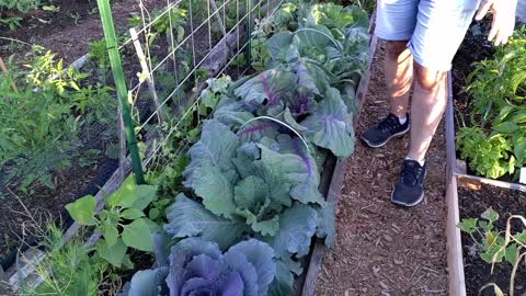 Growing Food in Urban - Urban Gardening