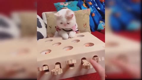 Cute videos of cats playing 2021