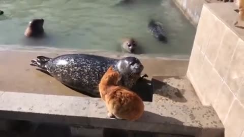 Cat slaps a seal (Original Video)