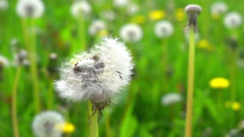 Satisfying Flowers Blooming Time-lapse