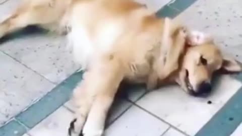 Funny Dog Video