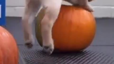 Here's what happened when we showed our guide dog puppies a pumpkin! Wait for it..