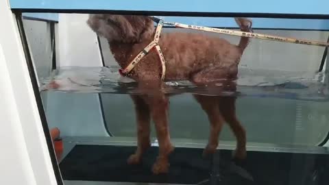 Brown poodle running an underwater treadmill