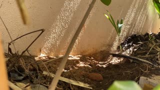 Bunny digging hole to have babies