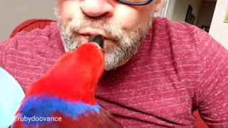 Super sweet parrot knows how to give kisses on command