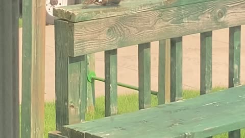 Squirrel On Deck Wakes Up From Nap