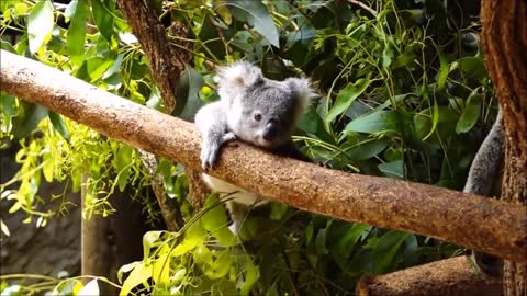 Baby Koala Bears Playing & Climbing - CUTEST Compilation