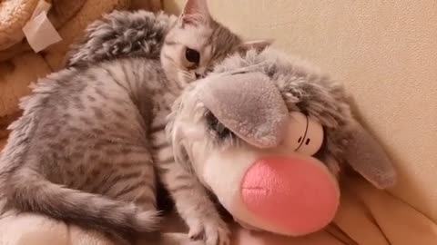 Cute fluffy kitty loves his doll toy alot