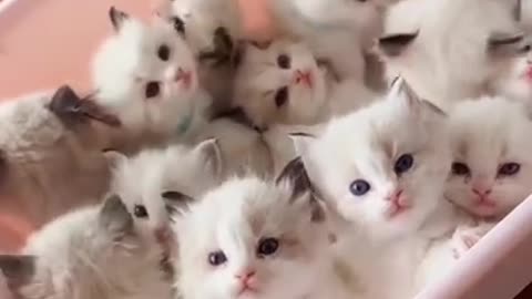 Funniest Cats 😹- Best Of The 2022 Funny Cat Videos 😂- Funny Cats