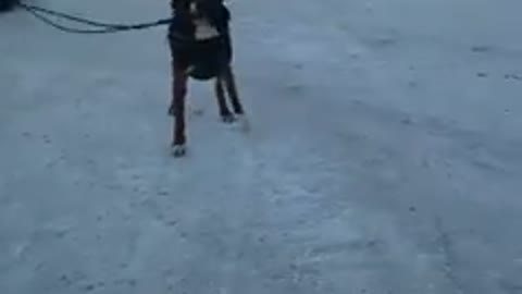 Human Tries To Make Her Dog Pull The Sled