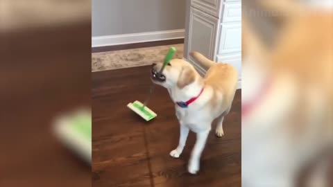 Dog from cleaning service