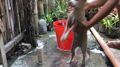 A Chihuahua Dog Doesn't Want To Take A Bath