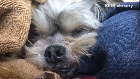 Dog lies in biss with laundry