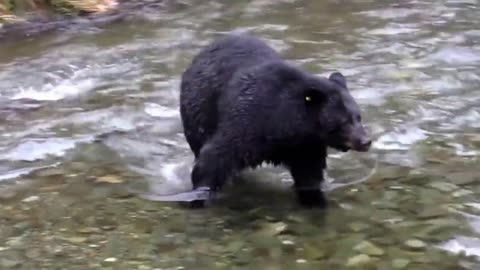 Close Sign of Black Bear Fishing In River
