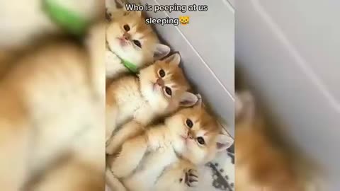 Cute cats and kitten fun funny videos