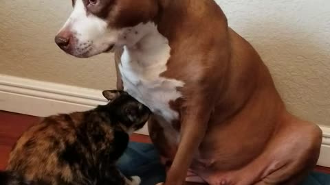 Affectionate pitbull nursing kitty cat