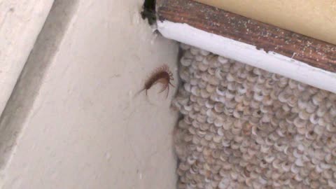 Centipede on the Stairs