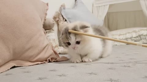 cute kitten videos short his leg cat