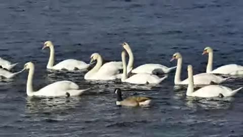 Swans On A Lake