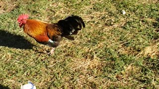 Mr Rooster waits to pounce