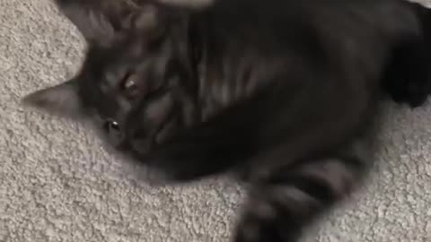 small Cat playing