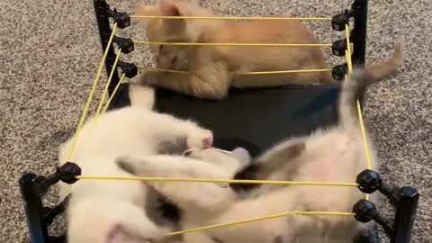 Kittens playful fight in toy wrestling ring