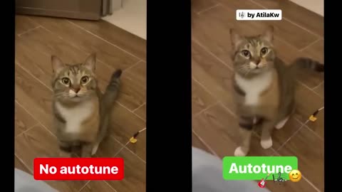 Cat singing . No autotune & autotune edit !