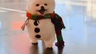 Cute puppy look like snow man