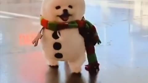 Cute puppy look like snow man